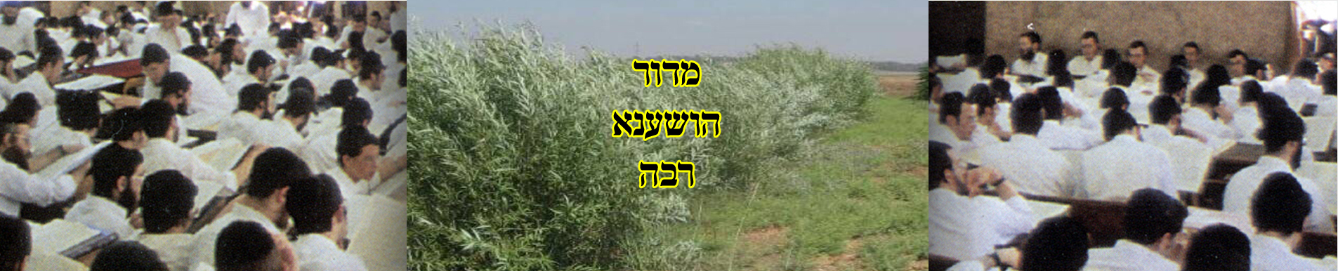 מדור הושענא רבה